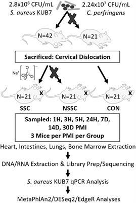 Bacterial Community Succession, Transmigration, and Differential Gene Transcription in a Controlled Vertebrate Decomposition Model